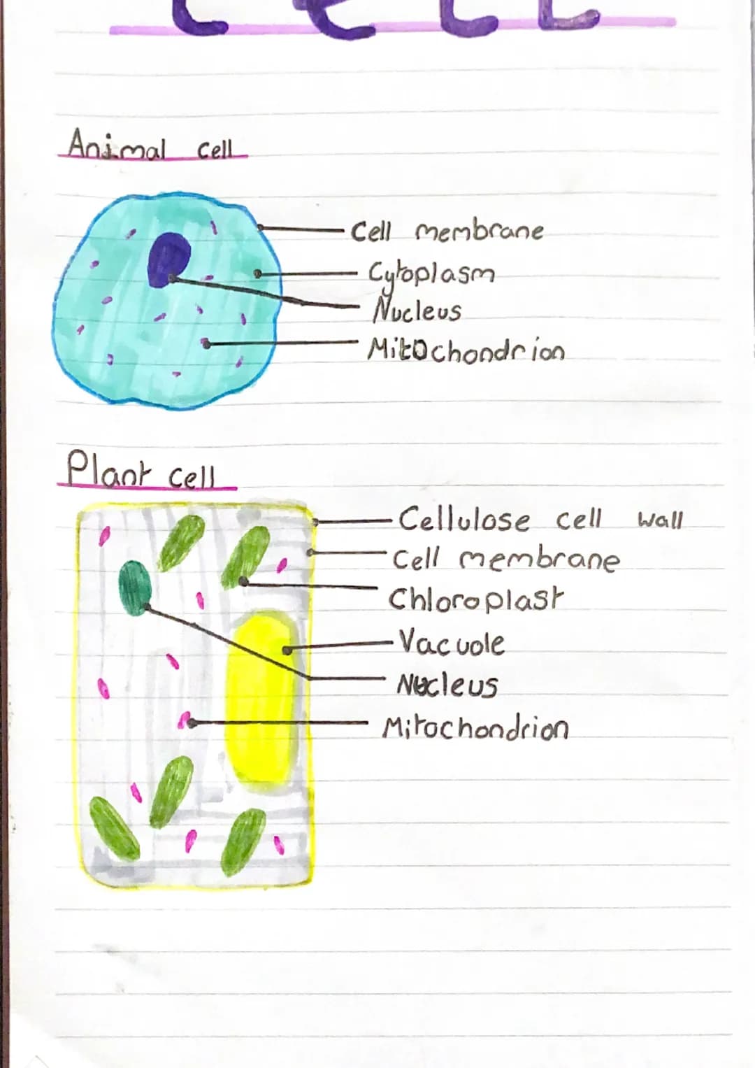 Animal cell
Plant cell
Cell membrane
Cytoplasm
Nucleus
Mitochondrion
·Cellulose cell Wall
•Cell membrane
Chloroplast
-Vacuole
Nucleus
Mitoch