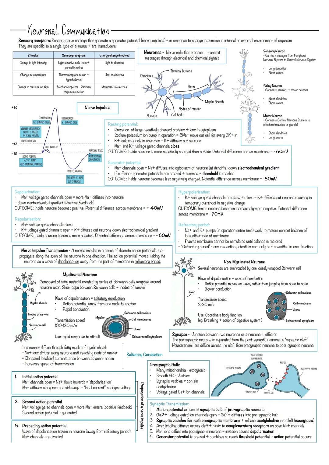 Biology Neuronal Communication Revision Notes