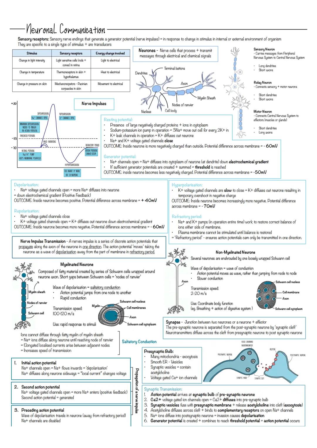 +30
-70
-Neuronal Communication.
Sensory receptors: Sensory nerve endings that generate a generator potential (nerve impulses) = in response