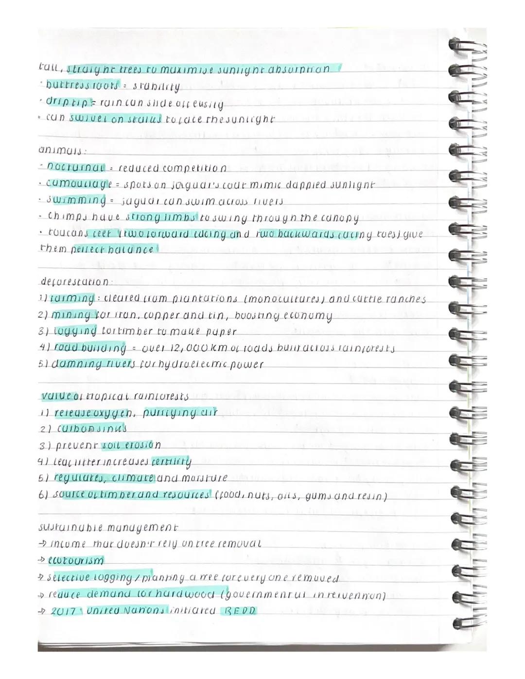 living world
evergreen trees
• contain 2/3 of world's plant species but occupies only 7% of suriace?
• soils are relatively internie but dec