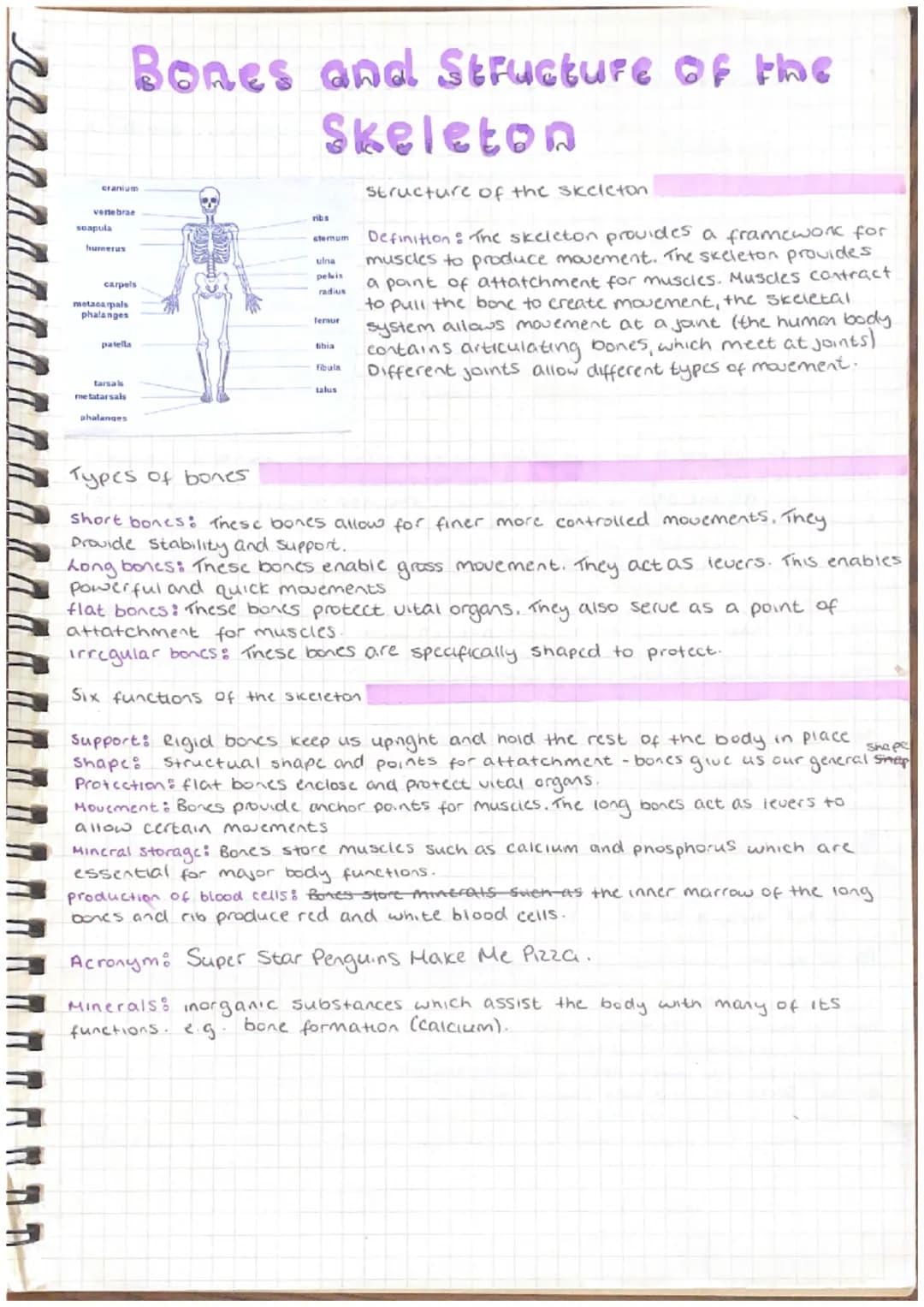 cranium
vertebrae
scapula
humerus
carpels
metacarpals
phalanges
Bones and Structure of the
Skeleton
patella
tarsals
metatarsals
phalanges
ri