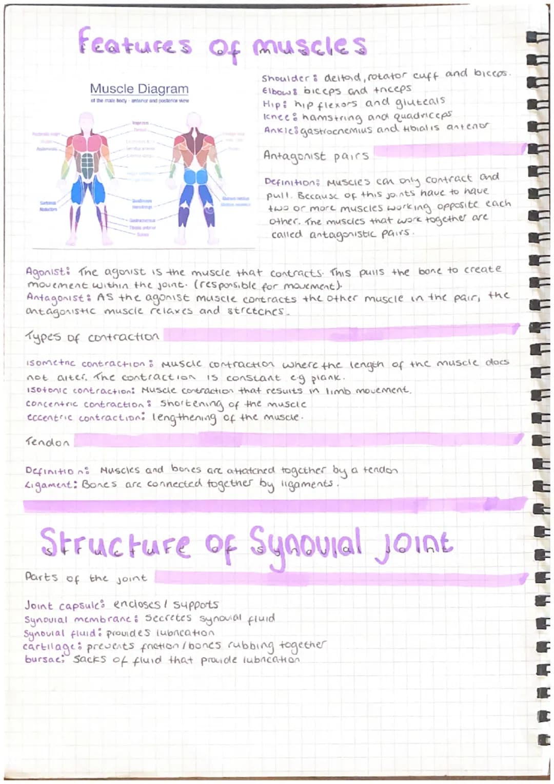 cranium
vertebrae
scapula
humerus
carpels
metacarpals
phalanges
Bones and Structure of the
Skeleton
patella
tarsals
metatarsals
phalanges
ri