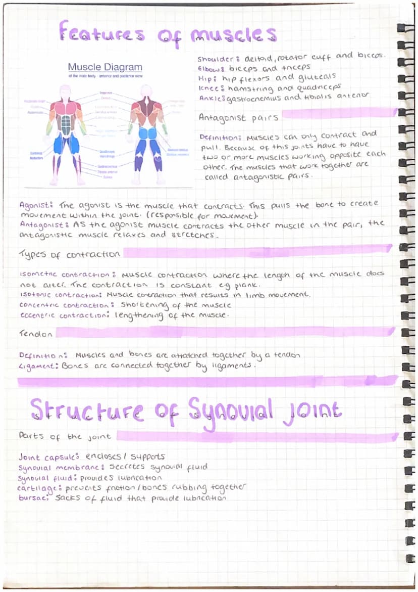 cranium
vertebrae
scapula
humerus
carpels
metacarpals
phalanges
Bones and Structure of the
Skeleton
patella
tarsals
metatarsals
phalanges
ri