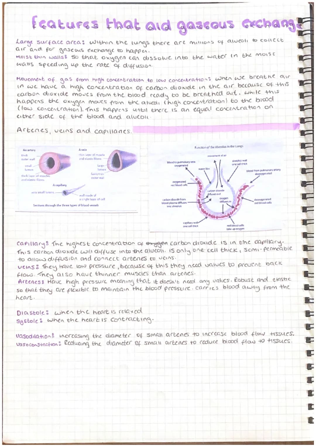cranium
vertebrae
scapula
humerus
carpels
metacarpals
phalanges
Bones and Structure of the
Skeleton
patella
tarsals
metatarsals
phalanges
ri