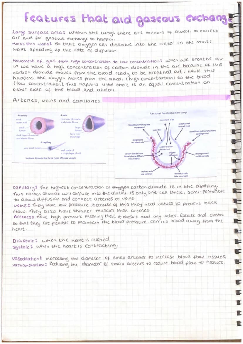 cranium
vertebrae
scapula
humerus
carpels
metacarpals
phalanges
Bones and Structure of the
Skeleton
patella
tarsals
metatarsals
phalanges
ri