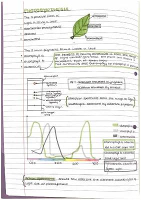 Know Higher biology photosynthesis notes thumbnail