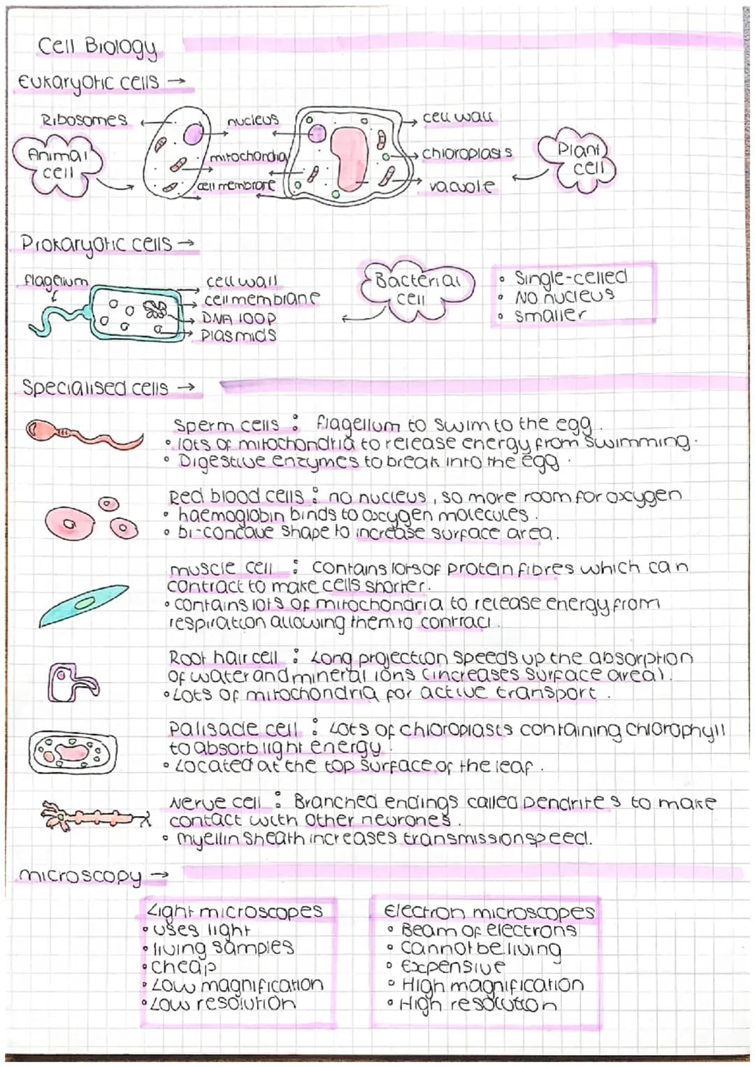 GCSE Biology Paper One Summary Notes and Revision PDF