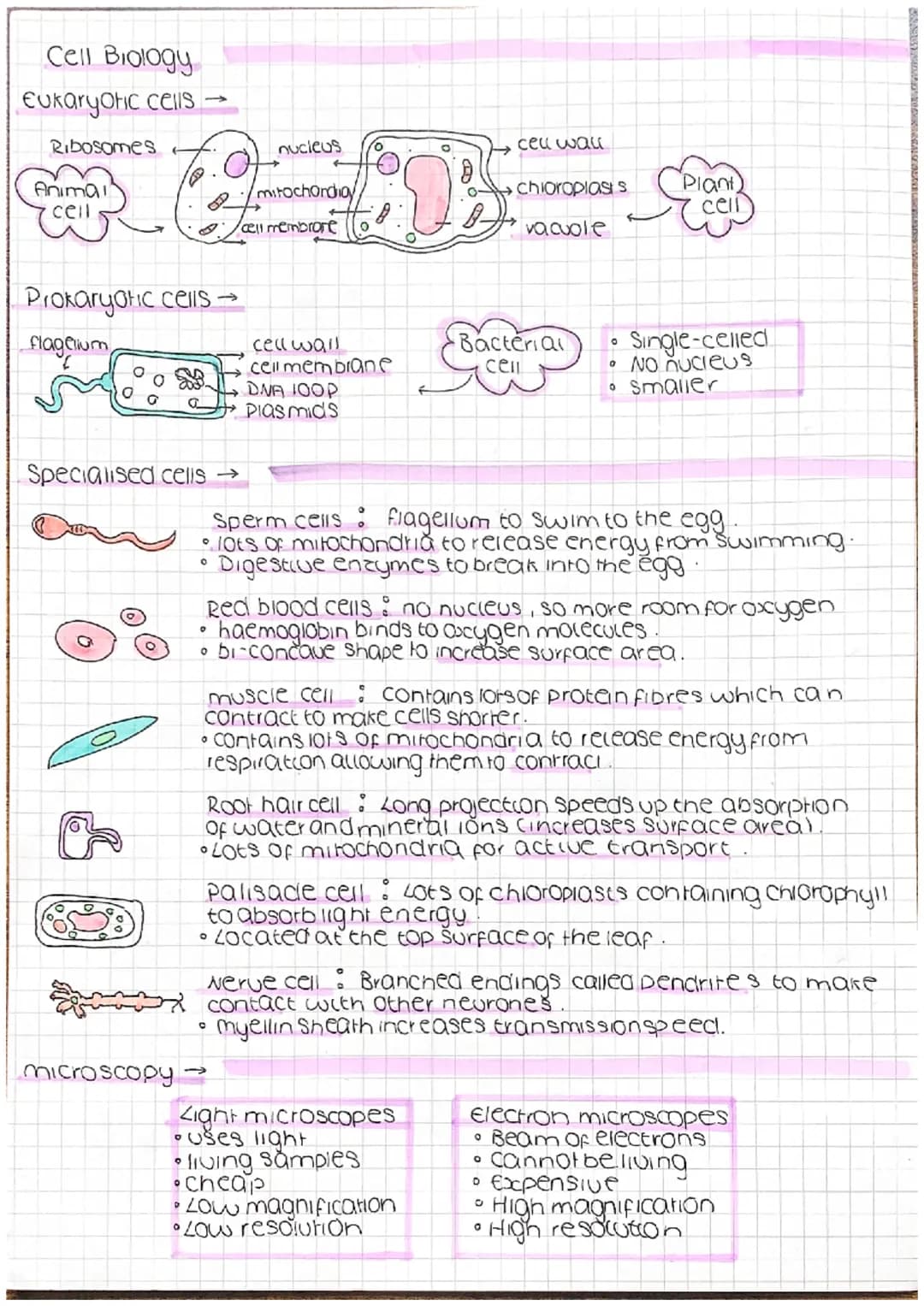 
<h2 id="eukaryoticcells">Eukaryotic Cells</h2>
<p>Eukaryotic cells consist of a nucleus and other membrane-bound organelles such as mitocho