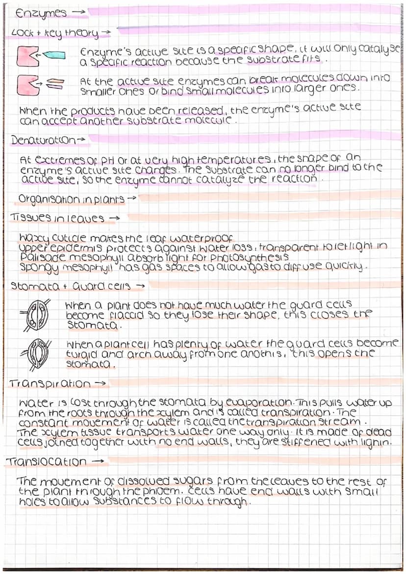 
<h2 id="eukaryoticcells">Eukaryotic Cells</h2>
<p>Eukaryotic cells consist of a nucleus and other membrane-bound organelles such as mitocho