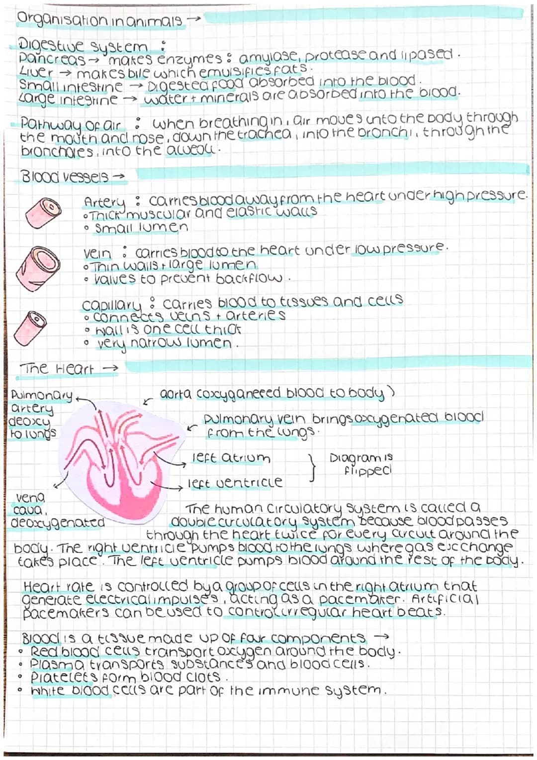 
<h2 id="eukaryoticcells">Eukaryotic Cells</h2>
<p>Eukaryotic cells consist of a nucleus and other membrane-bound organelles such as mitocho