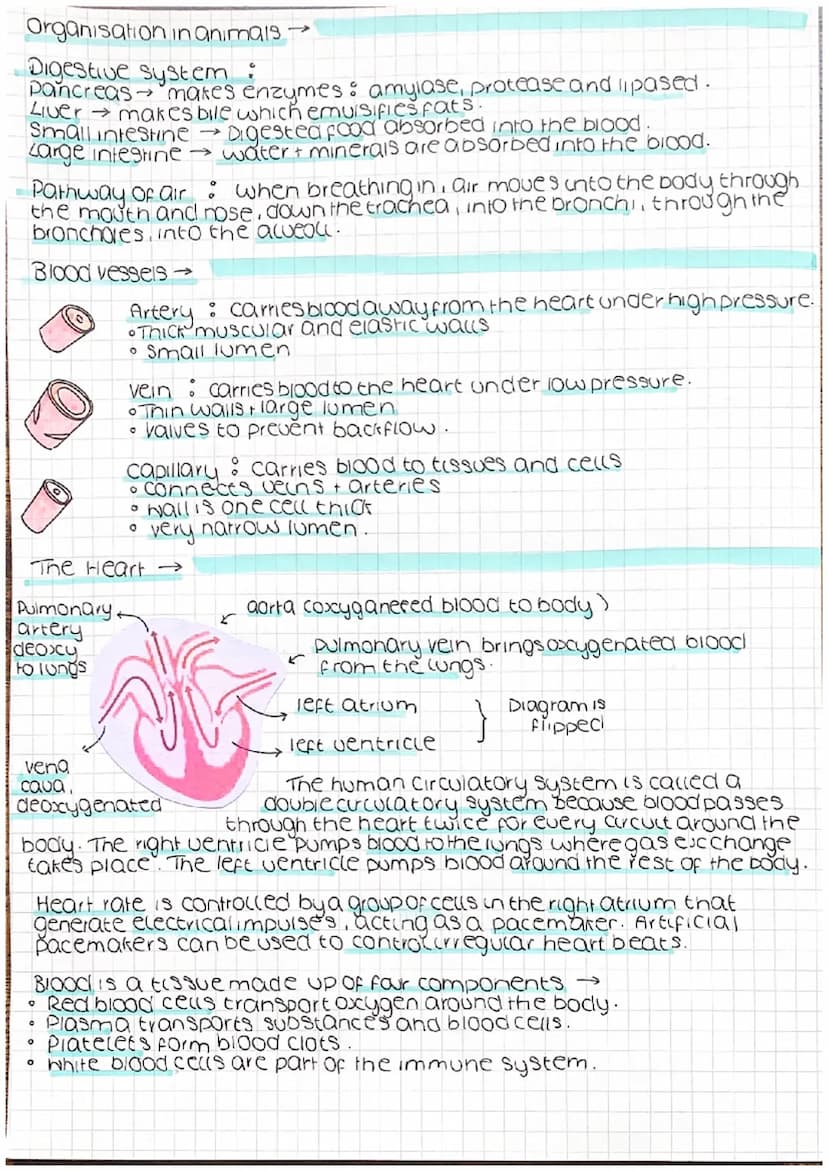 
<h2 id="eukaryoticcells">Eukaryotic Cells</h2>
<p>Eukaryotic cells consist of a nucleus and other membrane-bound organelles such as mitocho