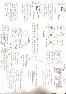 Know Transport Across Cell Membranes Mindmap thumbnail