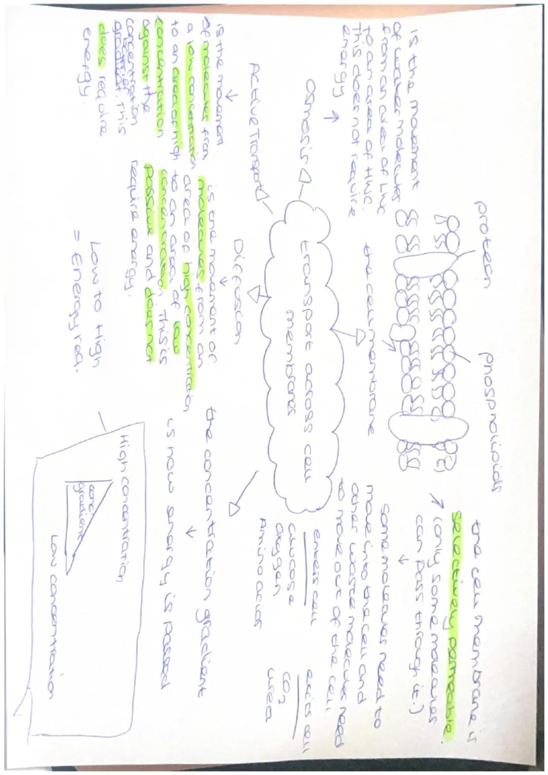 Active Transport
protecn
is the movement
of water molecules
from an area of LWC
to an area of Htiwe.
This does not require
energy a
osmosis 