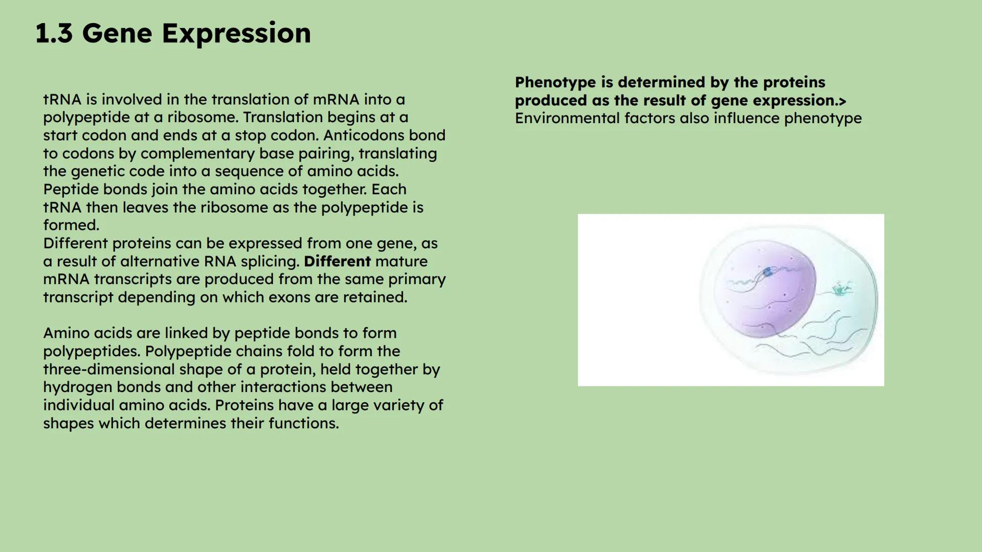 Biology Summary Slides 1.1 The structure of DNA
Each DNA nucleotide has a phosphate, deoxyribose sugar and a base.
Base pairs are held toget
