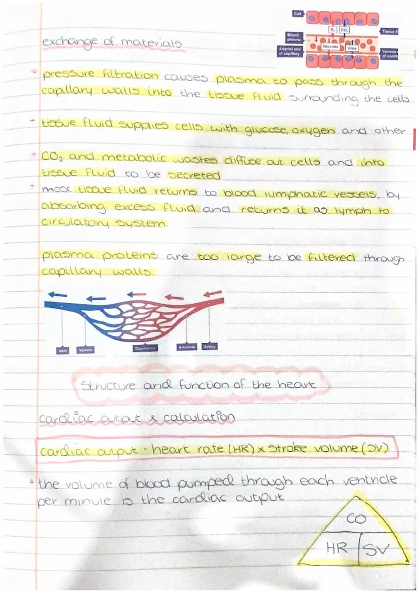ertain ru
PHYSIOLOGY
AND
HEALTH gamete production and fertilisation
gamete production in testes
sperm are produced in the seminiferous tubul