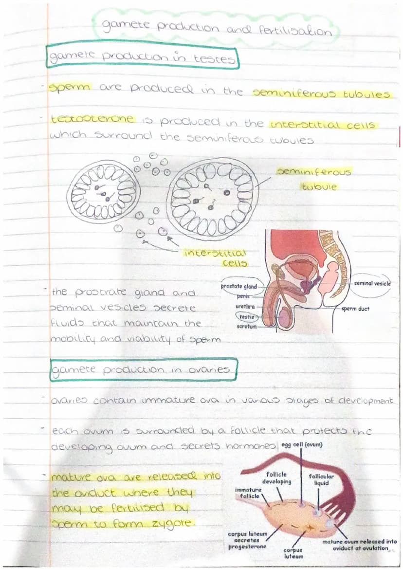 ertain ru
PHYSIOLOGY
AND
HEALTH gamete production and fertilisation
gamete production in testes
sperm are produced in the seminiferous tubul
