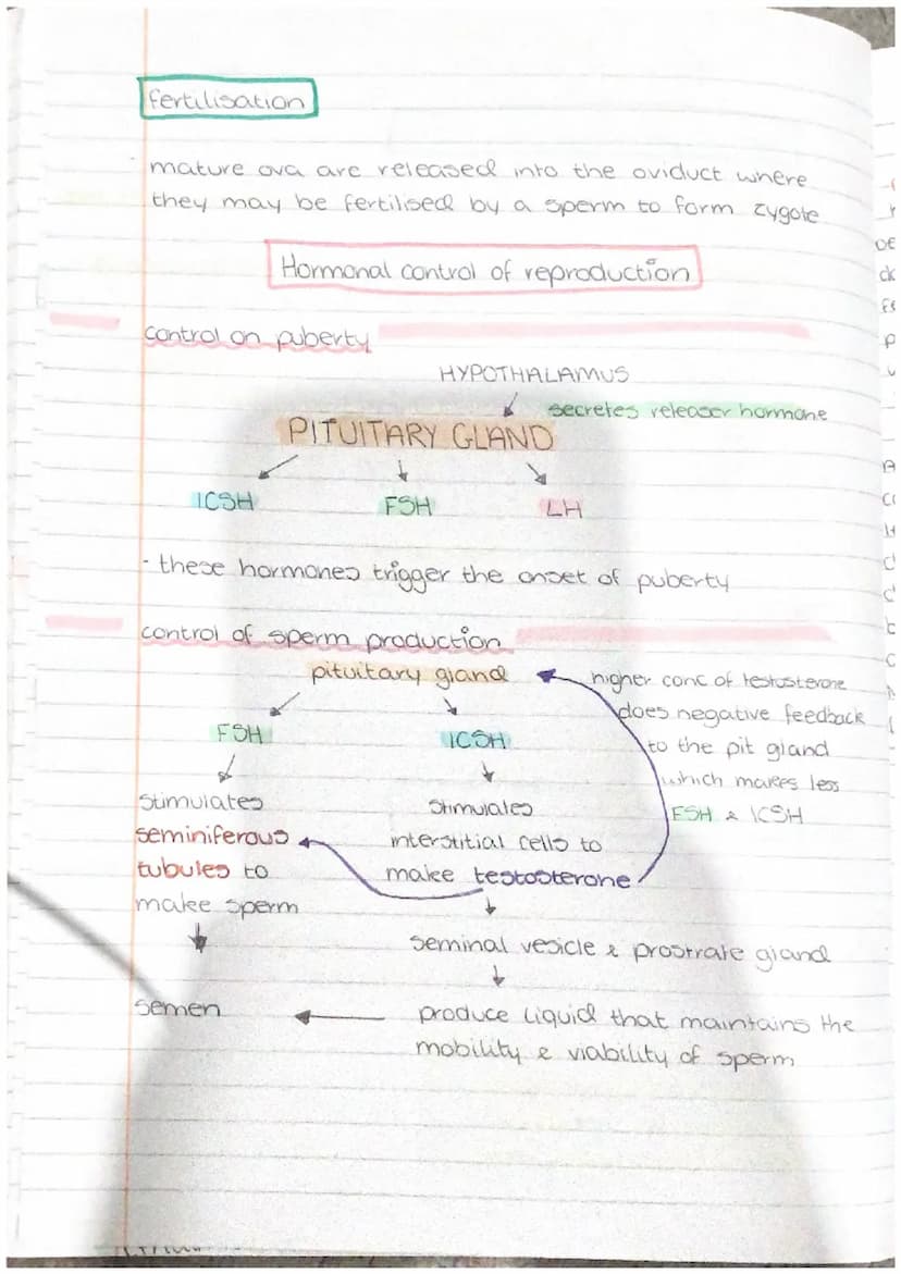 ertain ru
PHYSIOLOGY
AND
HEALTH gamete production and fertilisation
gamete production in testes
sperm are produced in the seminiferous tubul