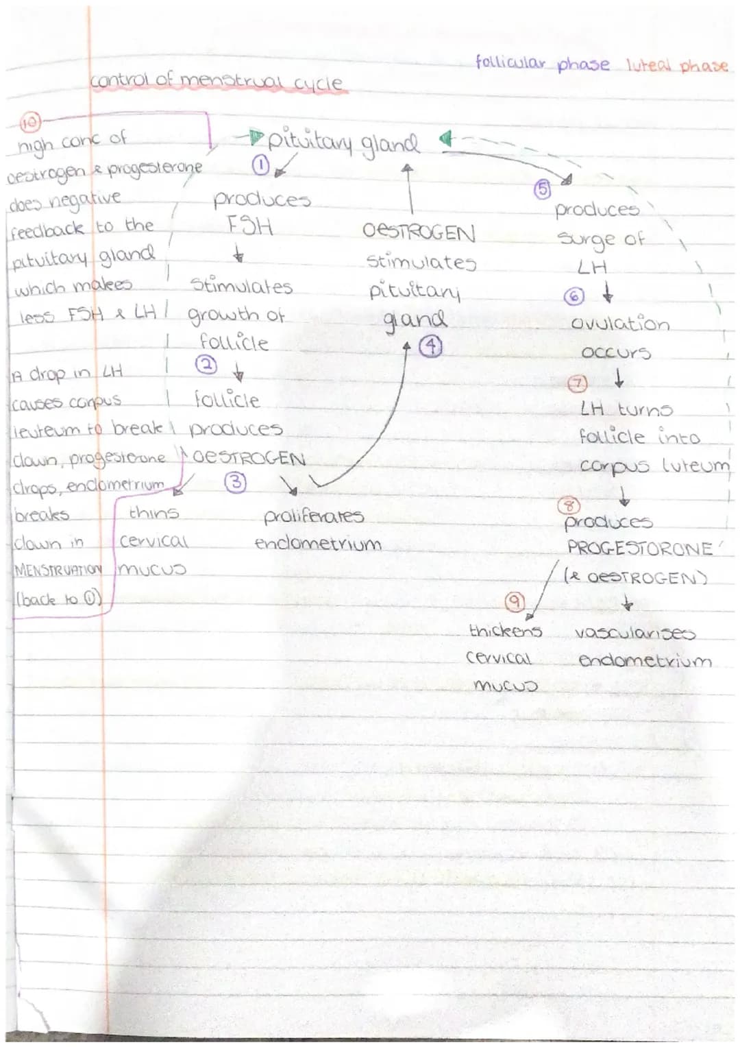 ertain ru
PHYSIOLOGY
AND
HEALTH gamete production and fertilisation
gamete production in testes
sperm are produced in the seminiferous tubul