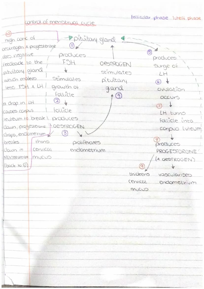 ertain ru
PHYSIOLOGY
AND
HEALTH gamete production and fertilisation
gamete production in testes
sperm are produced in the seminiferous tubul