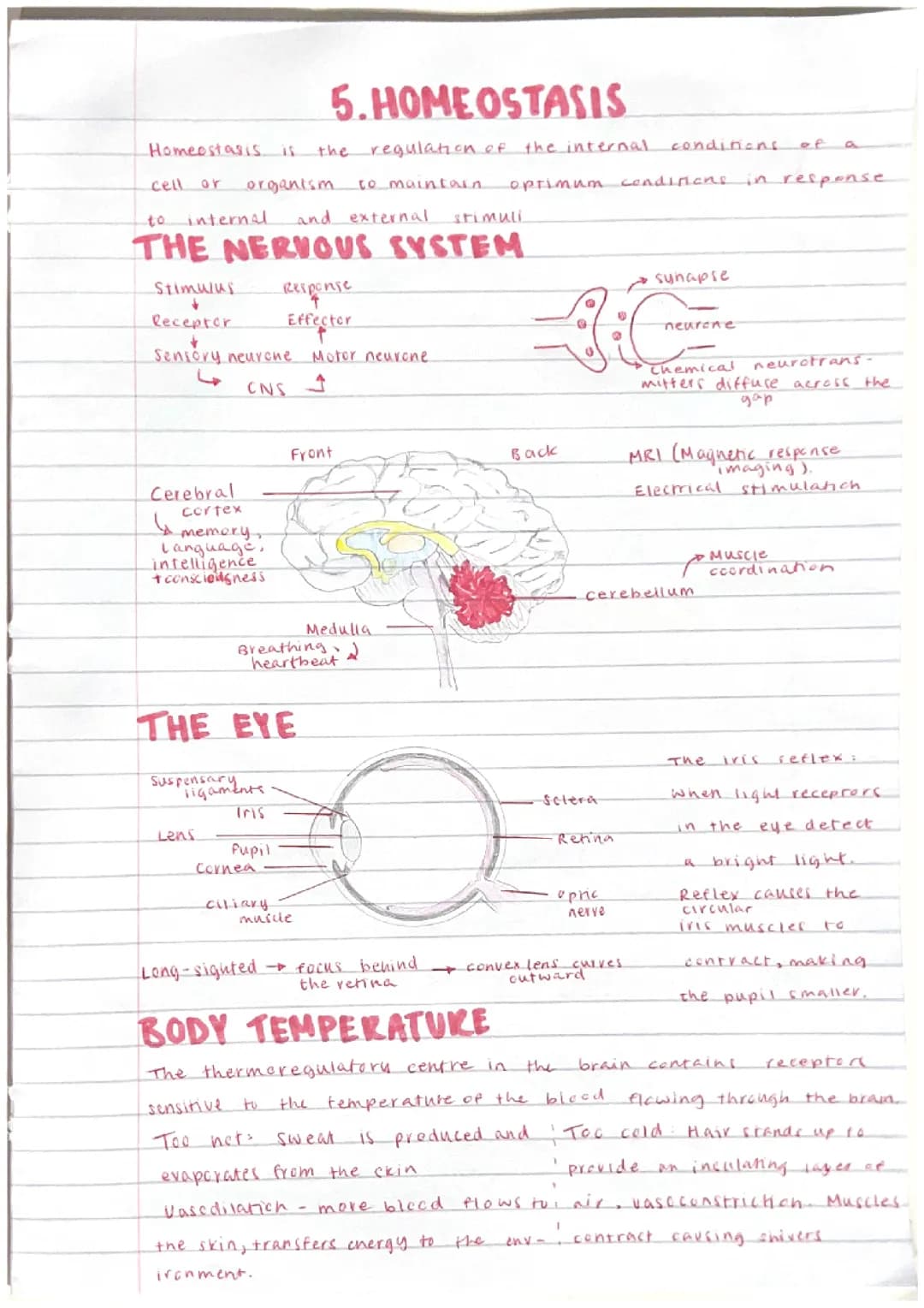 Biology Paper 2: All topics