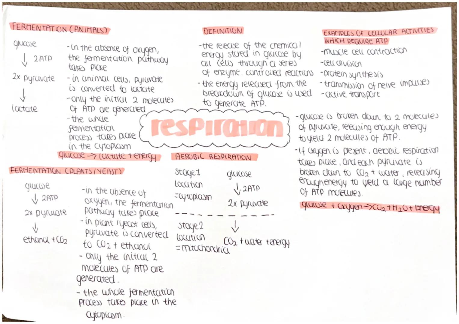 FERMENTATION (ANIMALS)
glucose
↓ 2 ATP
2x
pyruvate
↓
(actate
- in the absence of oxygen,
the fermentation pathway
takes plake
-in animal cel
