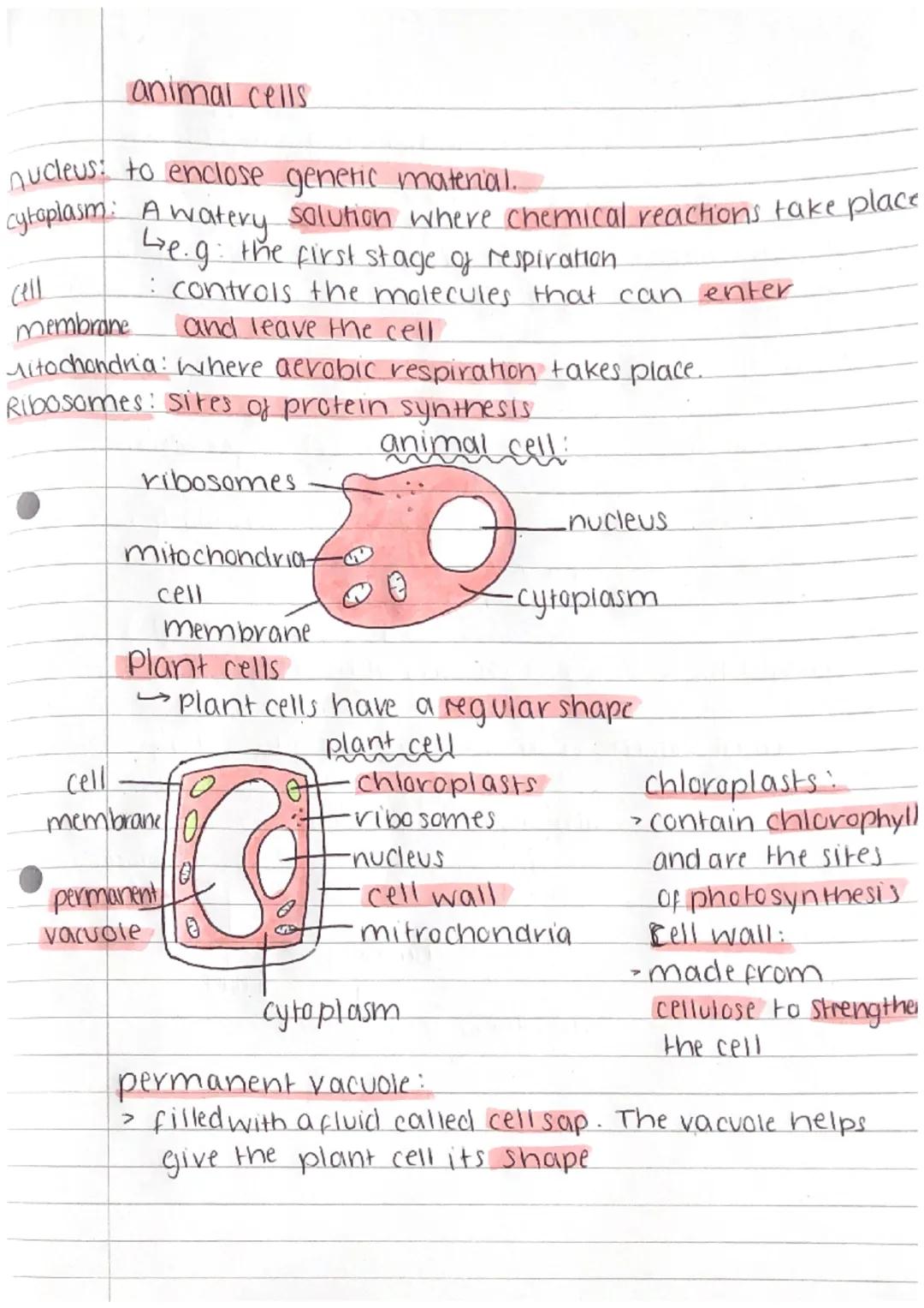 animal and plant cells-biology