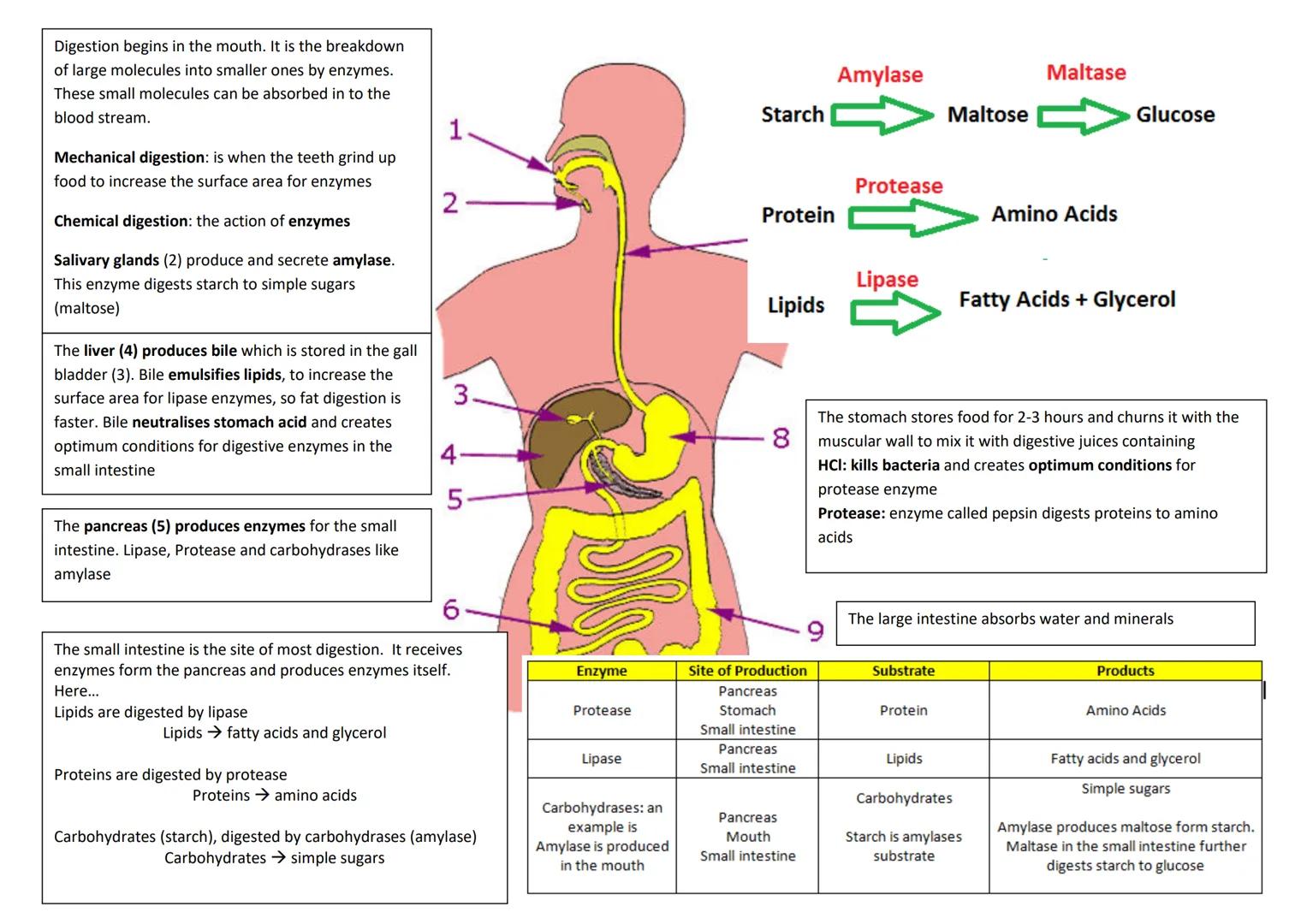 revise
with
harry
GCSE AQA
Biology Paper 1 & Paper 2
Year 11 revision: When looking at the following questions tick answer you are 100%
sure