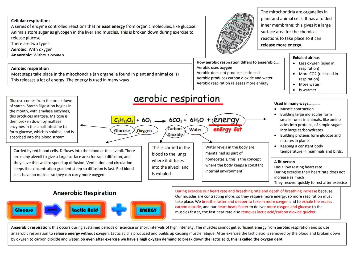 revise
with
harry
GCSE AQA
Biology Paper 1 & Paper 2
Year 11 revision: When looking at the following questions tick answer you are 100%
sure