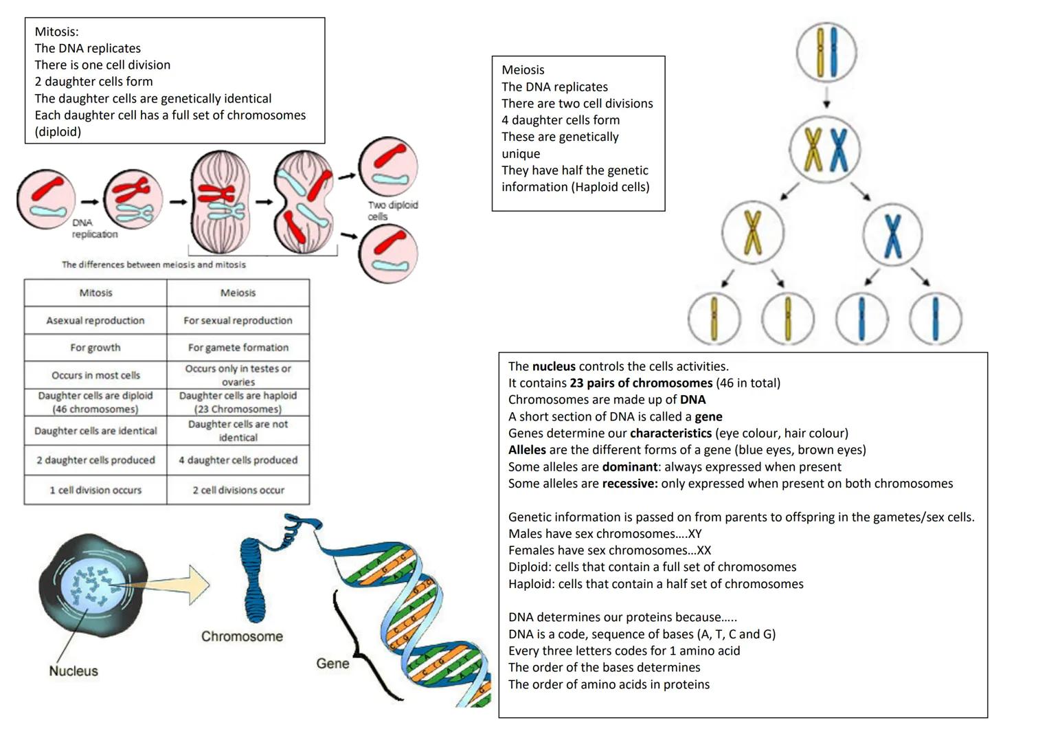 revise
with
harry
GCSE AQA
Biology Paper 1 & Paper 2
Year 11 revision: When looking at the following questions tick answer you are 100%
sure