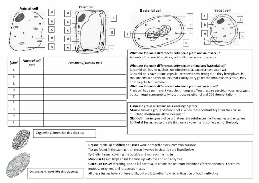 revise
with
harry
GCSE AQA
Biology Paper 1 & Paper 2
Year 11 revision: When looking at the following questions tick answer you are 100%
sure