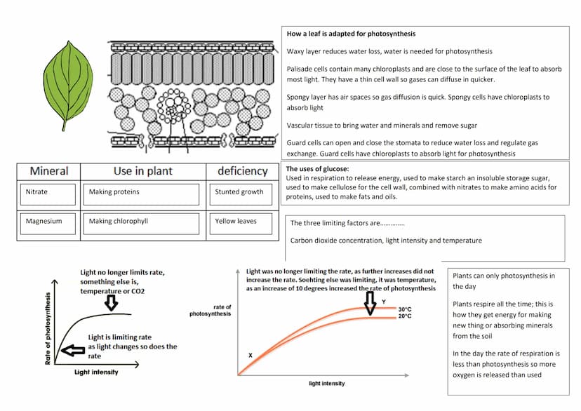 revise
with
harry
GCSE AQA
Biology Paper 1 & Paper 2
Year 11 revision: When looking at the following questions tick answer you are 100%
sure