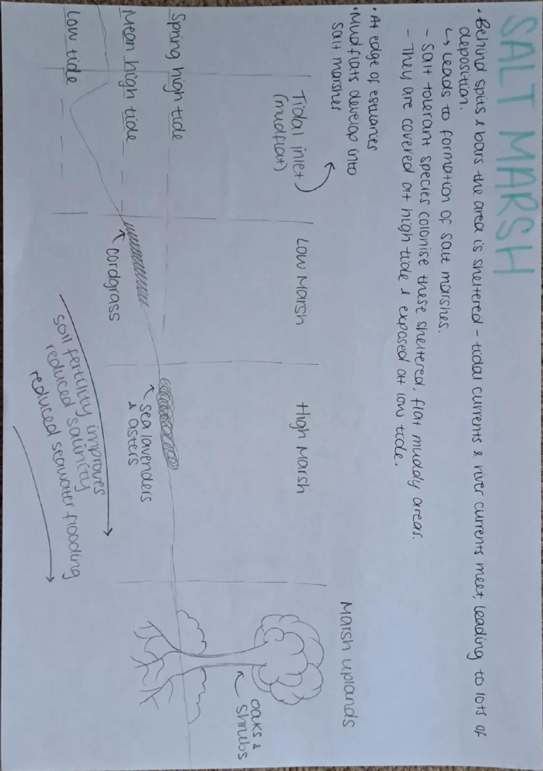 THE COASTAL SYSTEM
•The coast is considered as an open
System energy & matter flow in/out.
Coast spiel into sediment cells,
bordered by head