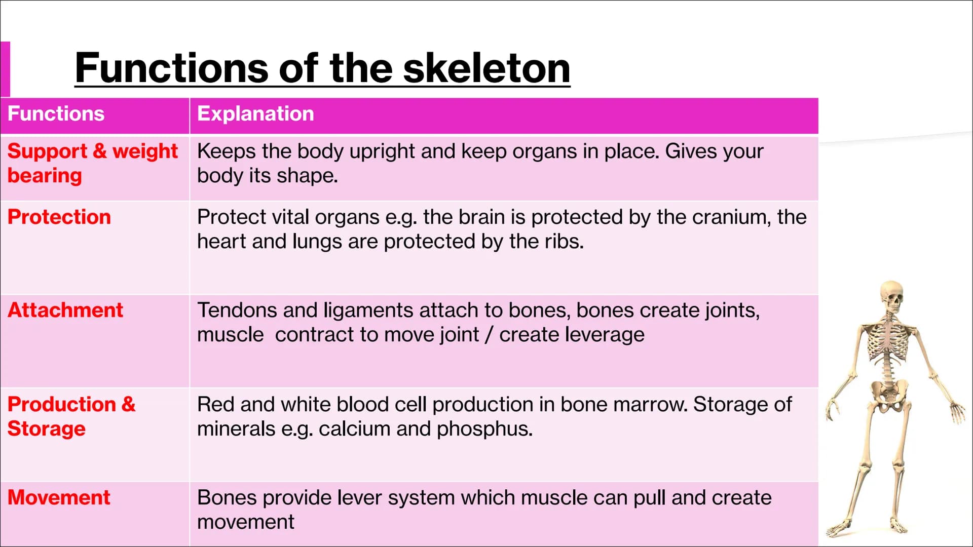 The Skeletal System
Aim - to understand the functions of the skeletal system and know
the name of the bones. Functions of the skeleton
Funct