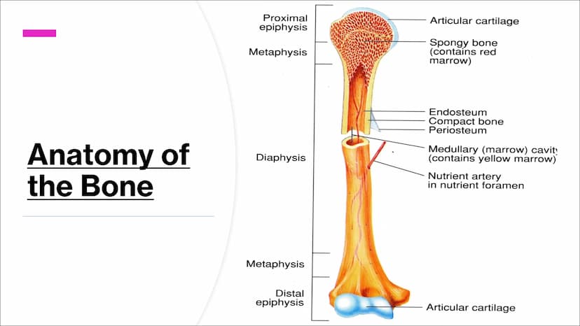 The Skeletal System
Aim - to understand the functions of the skeletal system and know
the name of the bones. Functions of the skeleton
Funct