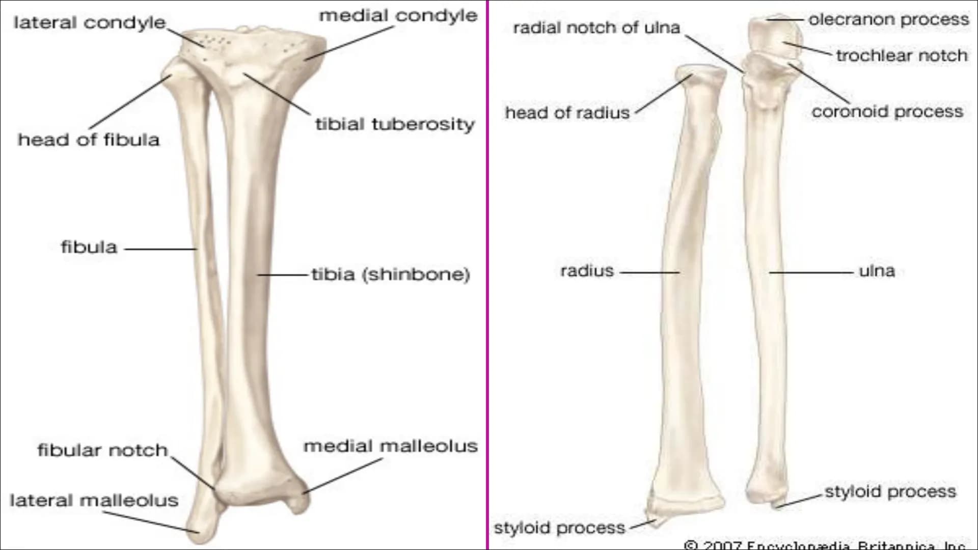 The Skeletal System
Aim - to understand the functions of the skeletal system and know
the name of the bones. Functions of the skeleton
Funct