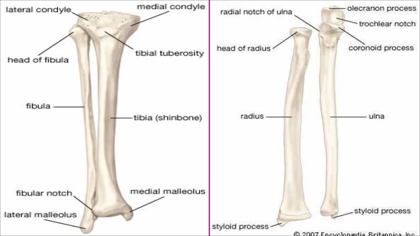 The Skeletal System
Aim - to understand the functions of the skeletal system and know
the name of the bones. Functions of the skeleton
Funct