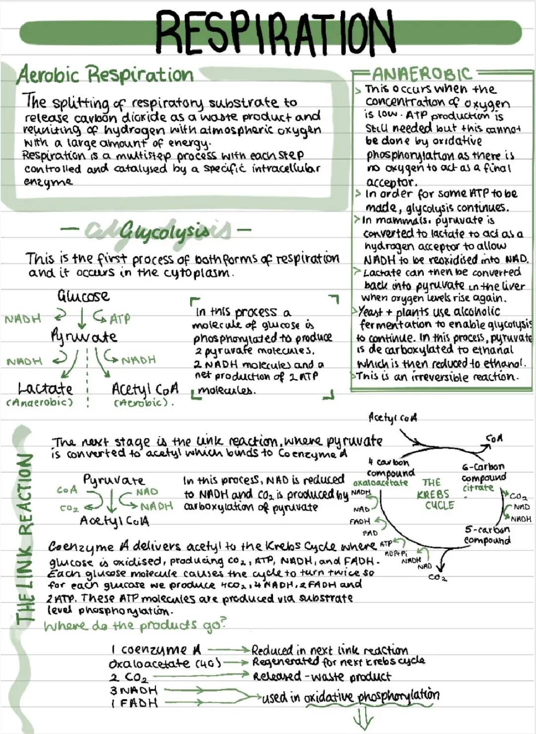 OCR A-Level Biology Respiration Notes - Glycolysis, Krebs Cycle, and Anaerobic Respiration