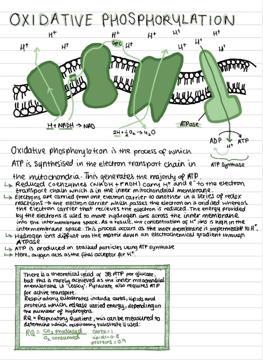 Aerobic Respiration
The
splitting of respiratory substrate to
release carbon dioxide as a waste product and
reuniting of hydrogen with atmos