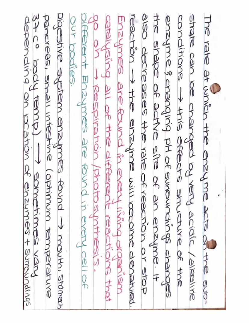 DIGE STION TENZOYMES
Enzymes + PH ~ All enzymes can be affected
by how much acid or alkali is present.
optimum
optimum
Rate of
Reaction
(mg 