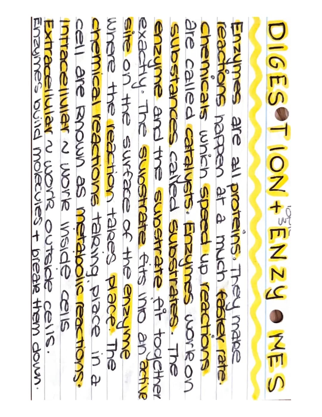 DIGE STION TENZOYMES
Enzymes + PH ~ All enzymes can be affected
by how much acid or alkali is present.
optimum
optimum
Rate of
Reaction
(mg 