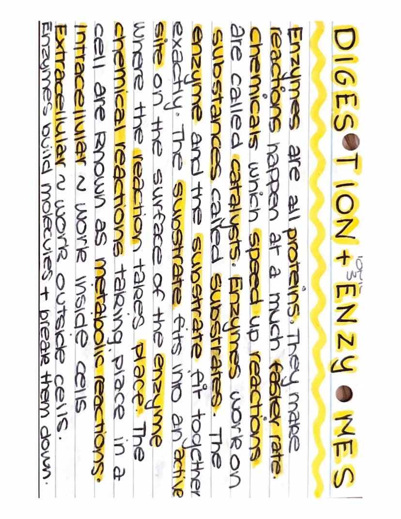 DIGE STION TENZOYMES
Enzymes + PH ~ All enzymes can be affected
by how much acid or alkali is present.
optimum
optimum
Rate of
Reaction
(mg 