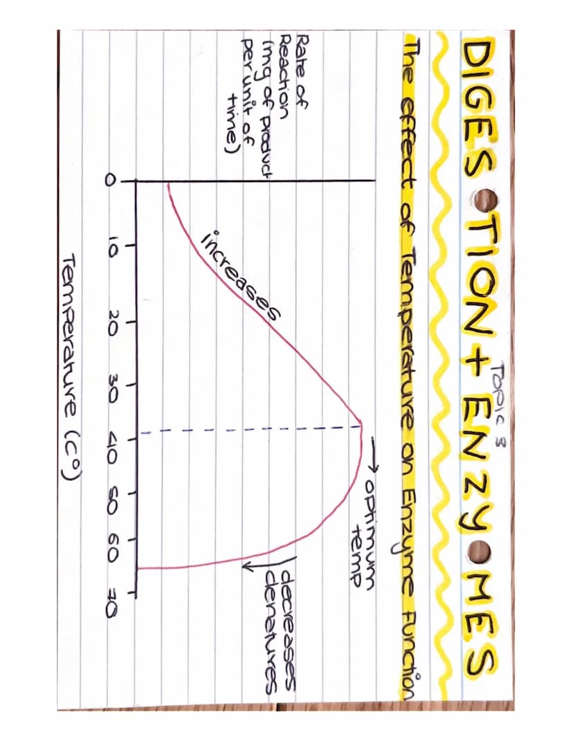 DIGE STION TENZOYMES
Enzymes + PH ~ All enzymes can be affected
by how much acid or alkali is present.
optimum
optimum
Rate of
Reaction
(mg 