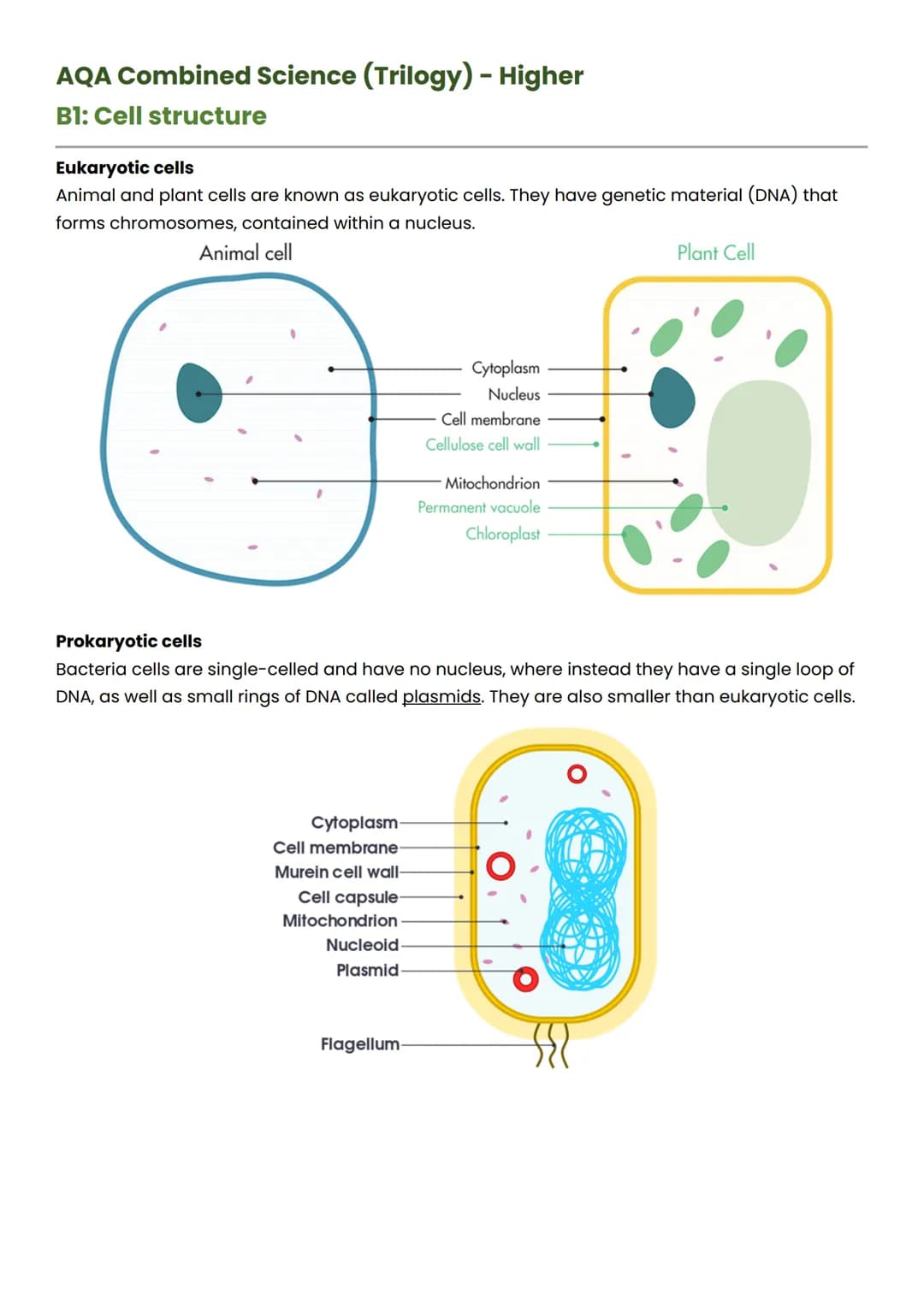 AQA Combined Science (Trilogy) - Higher
B1: Cell structure
Eukaryotic cells
Animal and plant cells are known as eukaryotic cells. They have 