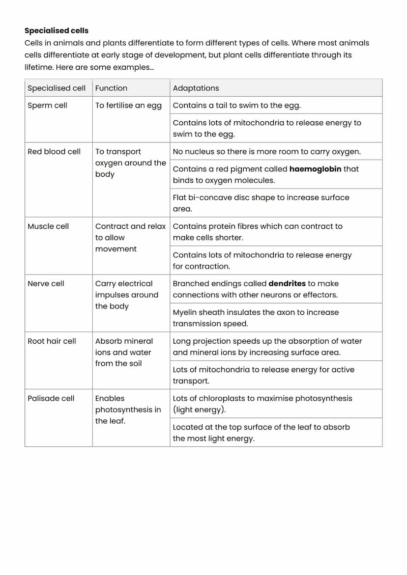 AQA Combined Science (Trilogy) - Higher
B1: Cell structure
Eukaryotic cells
Animal and plant cells are known as eukaryotic cells. They have 