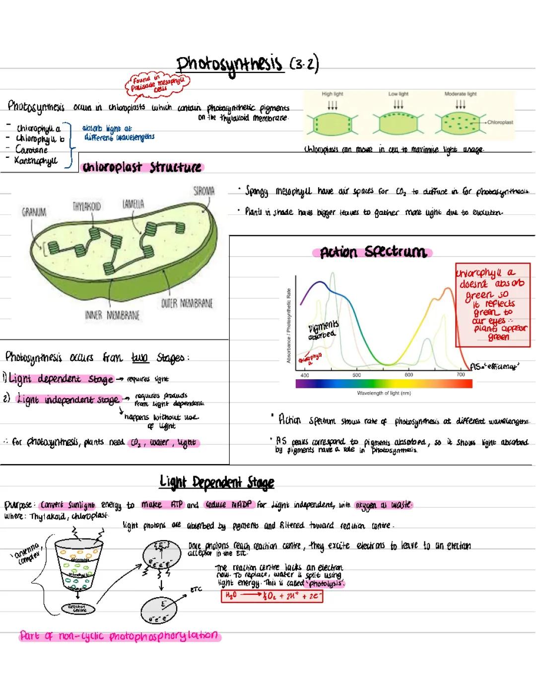 Photosynthesis - Alevel Biology Unit 3 Biology