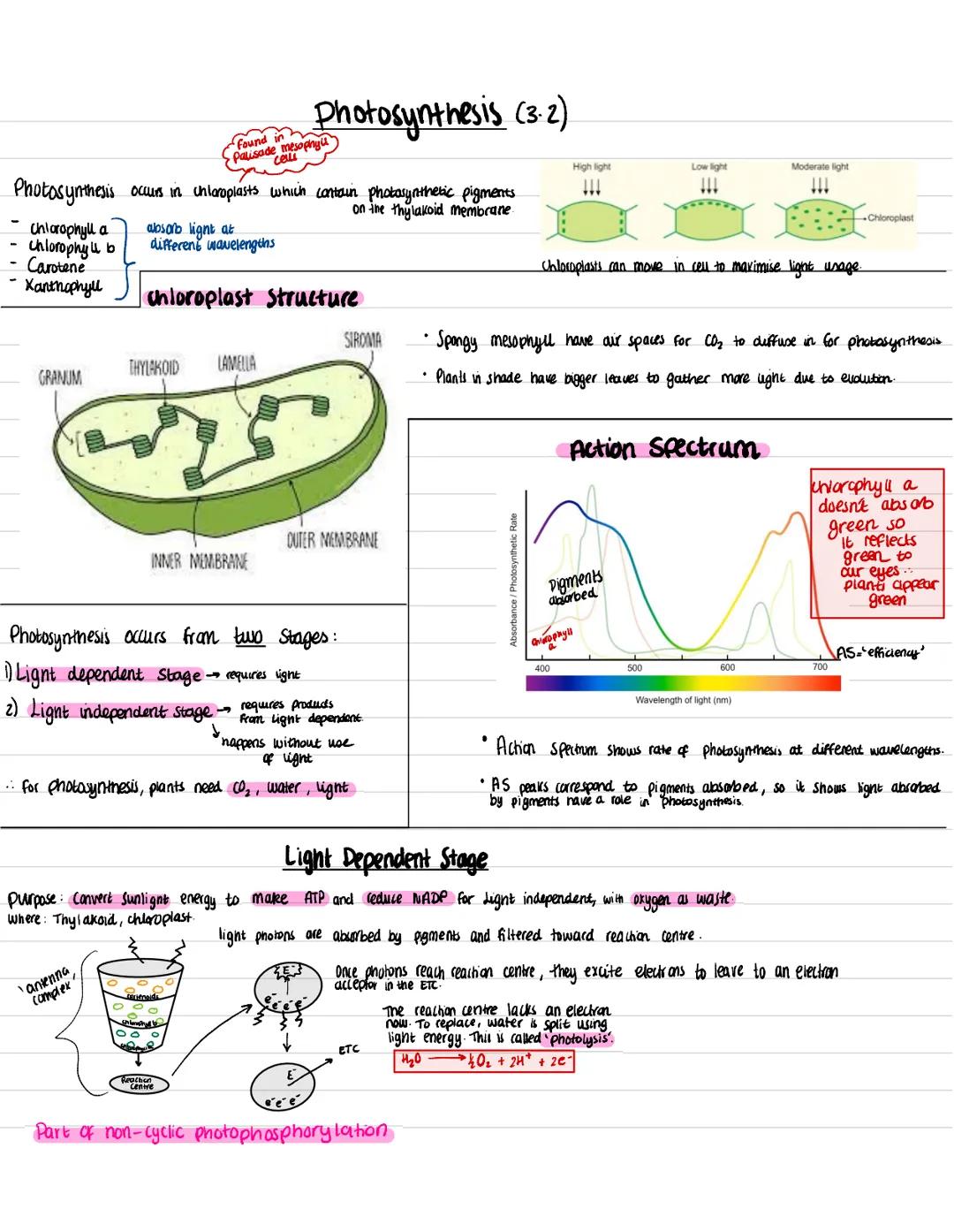Chlorophyll a
Chlorophy u b
Carotene
Xanthophyll
Photosynthesis occurs in un loroplasts which contain photosynthetic pigments
on the thy lak