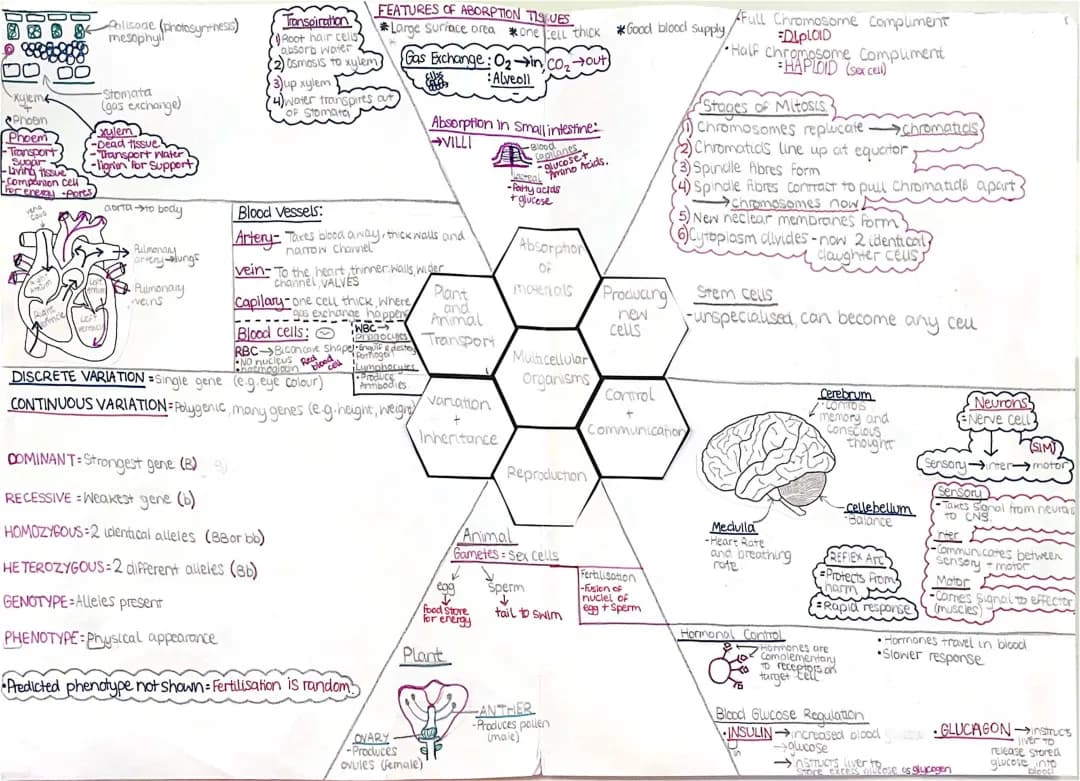 Fun with Photosynthesis, Plant Nutrients, and Blood Sugar!