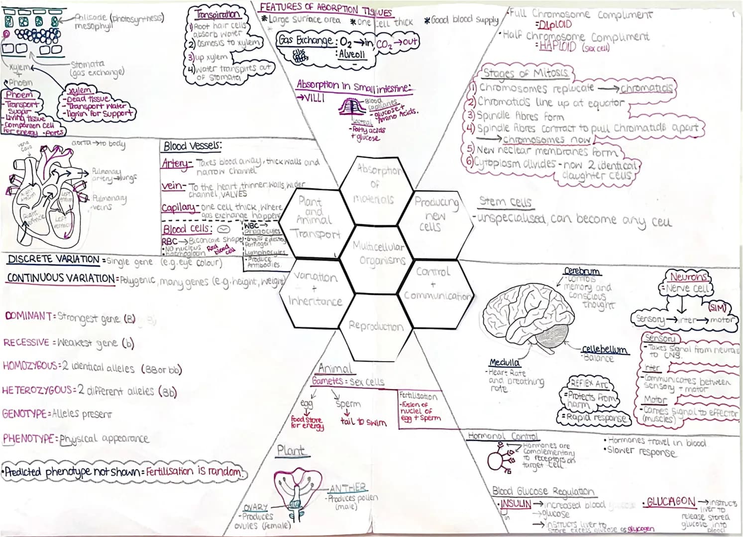 18 Palisode (photosynthesis)
mesophyll
·Xyleme
+
Phoen
Phoem
-Transport
Sugar
Living tissue
Companion cell
for enemy pores
Amum
SA
sight
cor