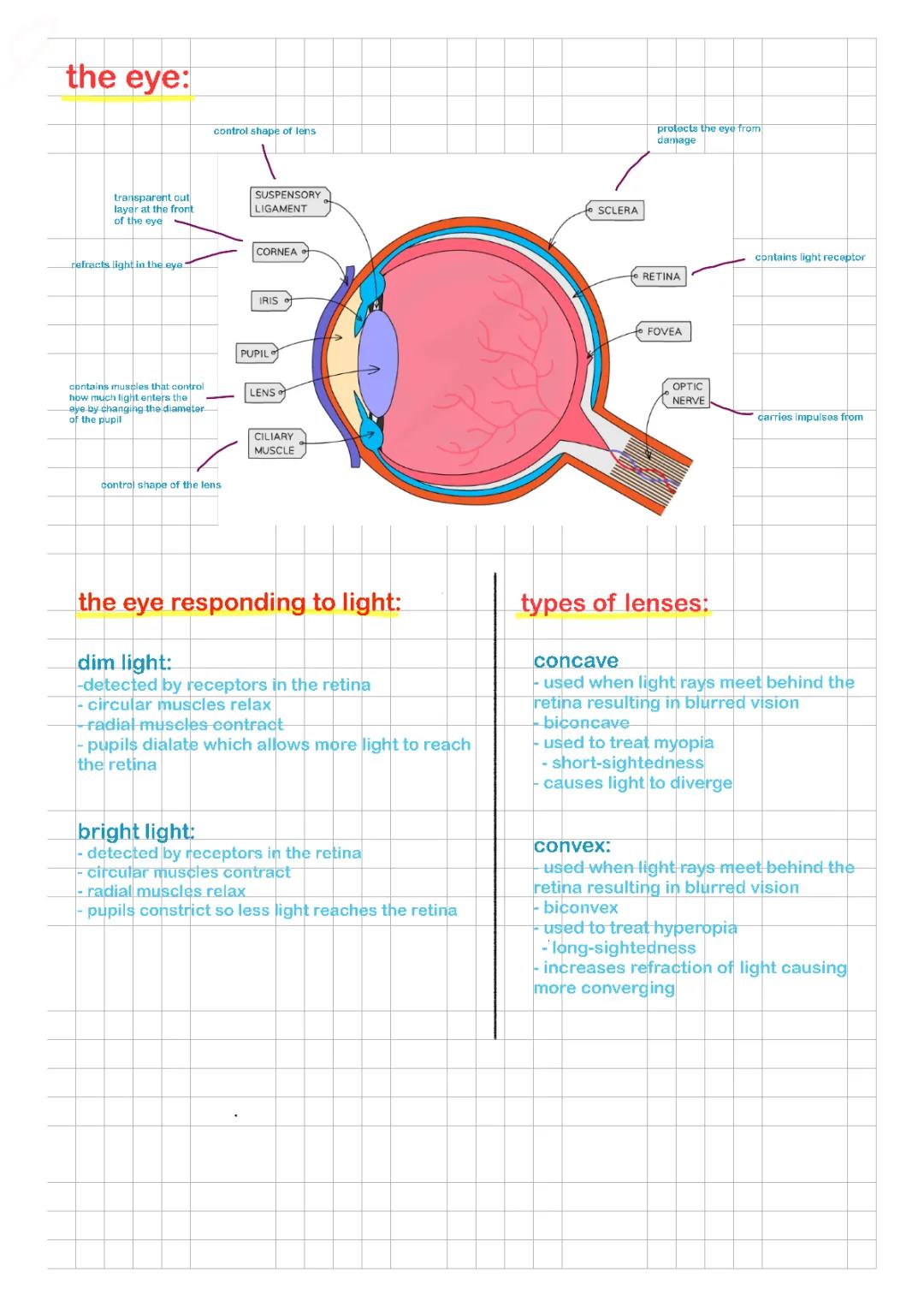 How Your Eyes See: Light Refraction, Lenses, and Muscles