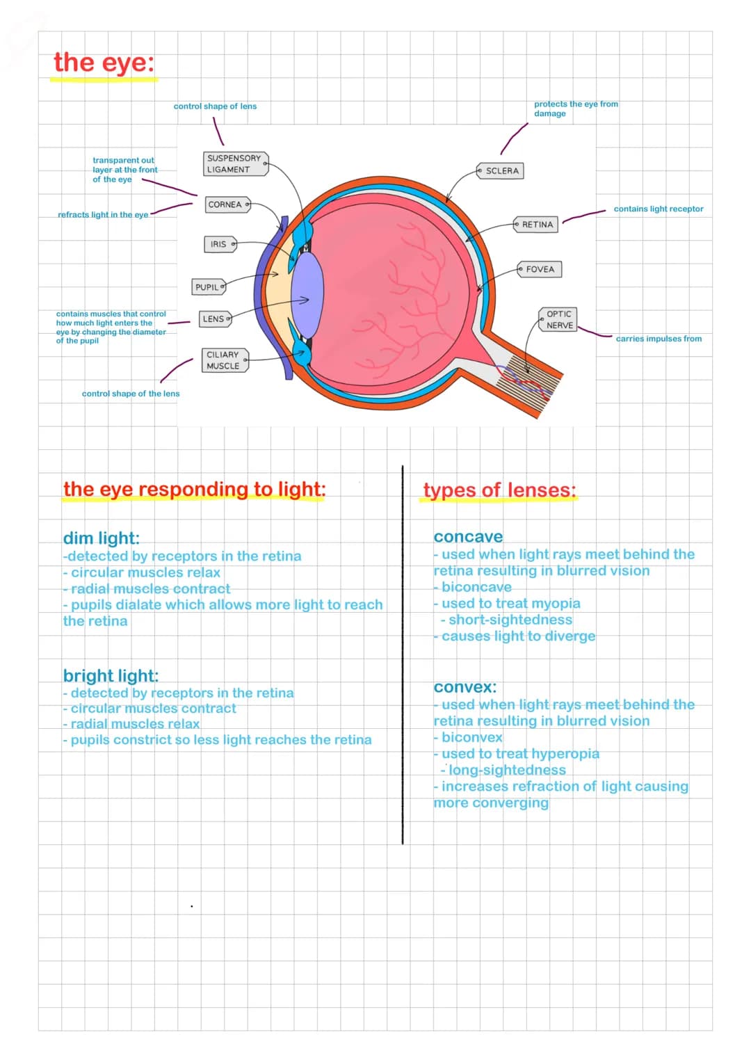 the eye:
transparent out
layer at the front
of the eye
refracts light in the eye.
contains muscles that control
how much light enters the
ey